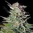 Super Lemon Haze Auto - Green House