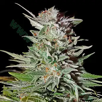 Super Lemon Haze Auto - Green House