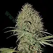 Super Bud Auto - Green House