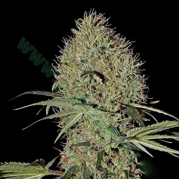 Super Bud Auto - Green House