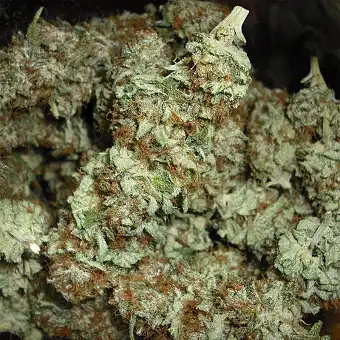 Auto AK 48 - Nirvana