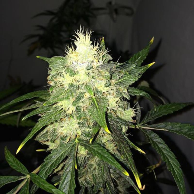 Auto OG Kush Nirvana