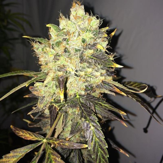 Supreme CBD Durban