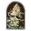 Exotic Kush - The Kush Brothers