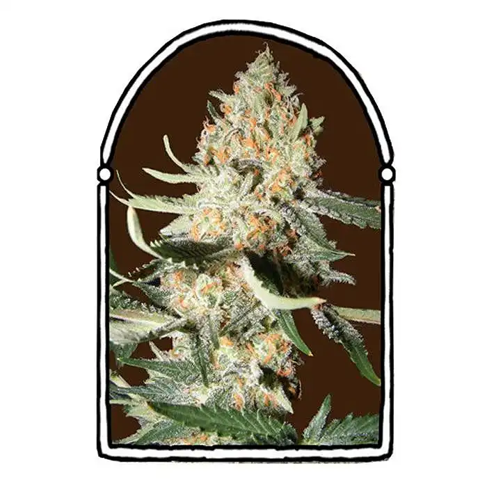 Exotic Kush - The Kush Brothers