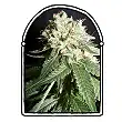 OG Cheese - The Kush Brothers