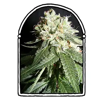 OG Cheese - The Kush Brothers