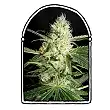 Yellowstone - The Kush Brothers