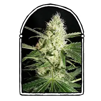 Yellowstone - The Kush Brothers