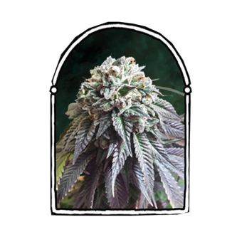 The Dark Side - The Kush Brothers