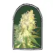 MassKush - The Kush Brothers
