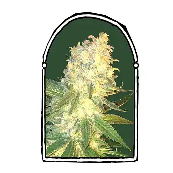 MassKush - The Kush Brothers