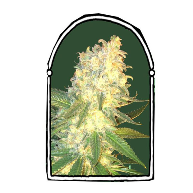 MassKush