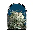 Malibú - The Kush Brothers