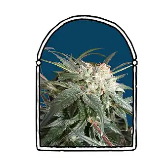 Malibú - The Kush Brothers