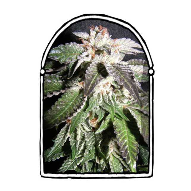 Confidential OG