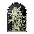 Confidential Medine - The Kush Brothers