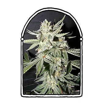 Confidential Medicine - The Kush Brothers