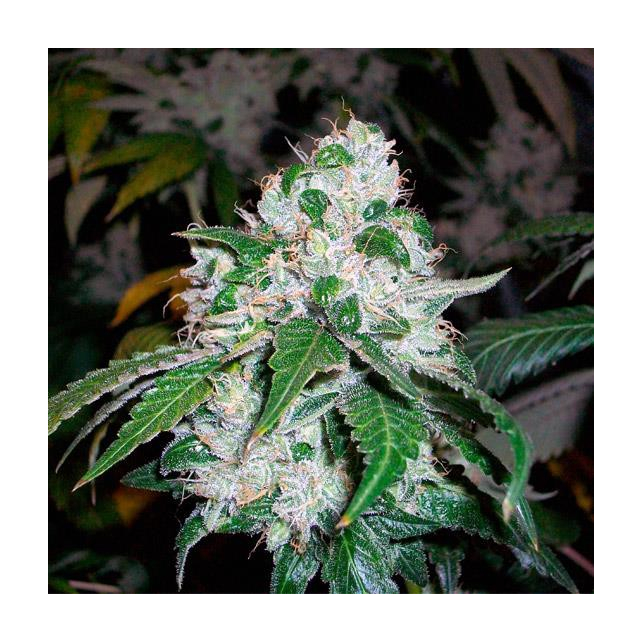 SFV Og Kush