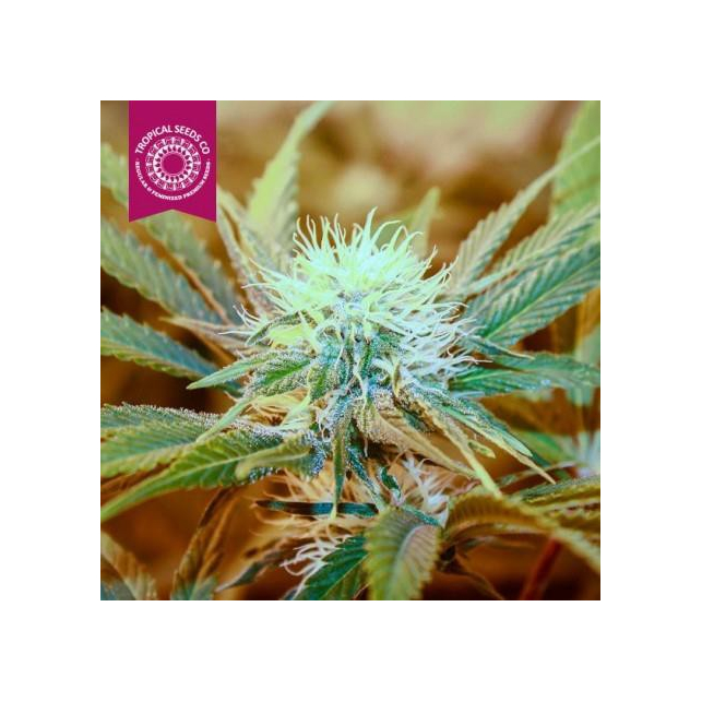 Kush Medicine 1