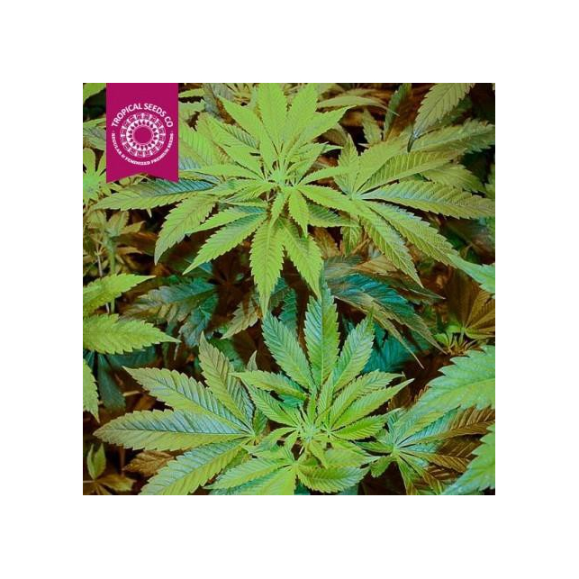Kush Medicine 1