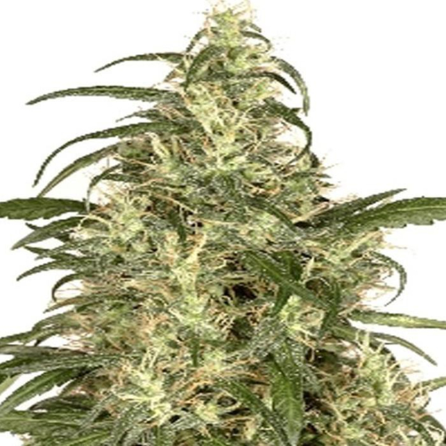 Owl´s Skunk Owl´s Skunk
