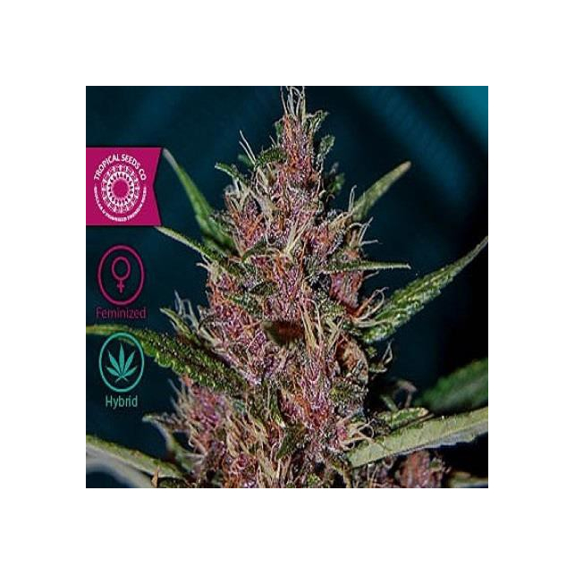 Afrokush