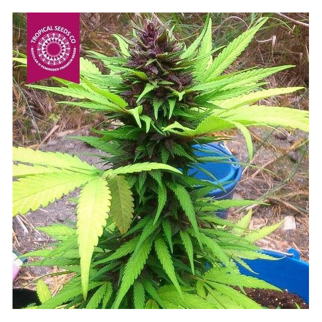 KushMatic Auto