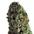 Budzilla - Heavyweight Seeds