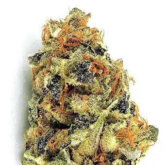KO Kush - Heavyweight Seeds