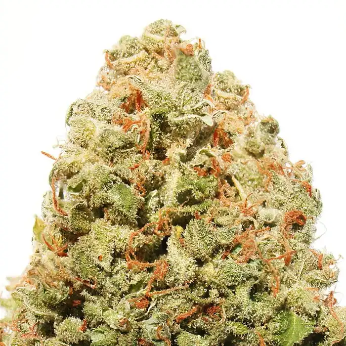 Strawberry Cheese Cake - Heavyweight Seeds