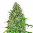 2 Fast 2 Vast Auto - Heavyweight Seeds