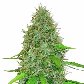 2 Fast 2 Vast Auto - Heavyweight Seeds