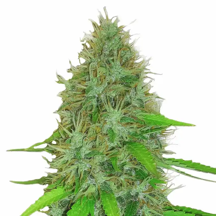 2 Fast 2 Vast Auto - Heavyweight Seeds