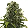 High Density Auto - Heavyweight Seeds High Density Auto - Heavyweight Seeds