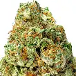 Turbo Bud Auto - Heavyweight Seeds