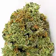 Wipeout Express Auto - Heavyweight Seeds
