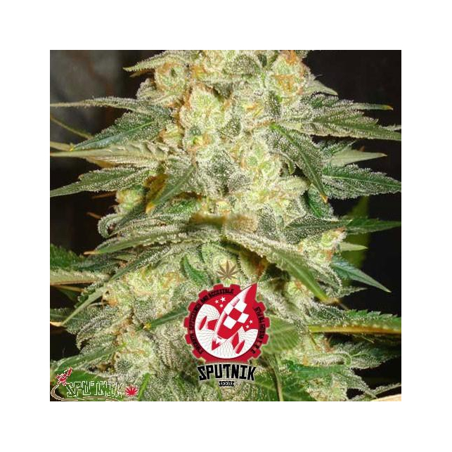 Galaxy Cheese - Sputnik Seeds