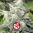 Black Domina Explosion - Sputnik Seeds Black Domina Explosion - Sputnik Seeds