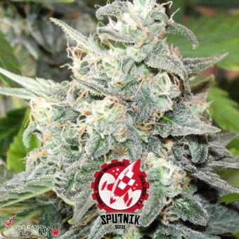 Black Domina Explosion - Sputnik Seeds