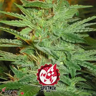 AK Mir - Sputnik Seeds