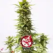 Black Domina Explosion Auto - Sputnik Seeds Black Domina Explosion Auto - Sputnik Seeds