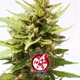 Northern Light Sky Auto - Sputnik Seeds