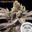 Super Auto Lemon Haze - Original Sensible Seeds