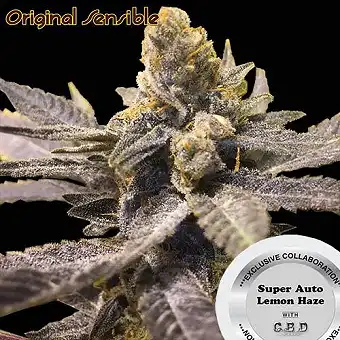 Super Auto Lemon Haze - Original Sensible Seeds