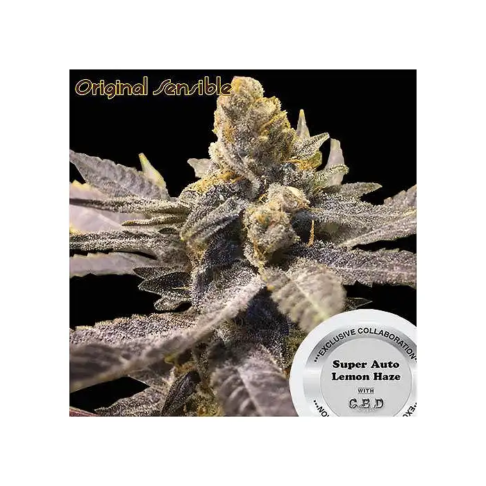 Super Auto Lemon Haze - Original Sensible Seeds