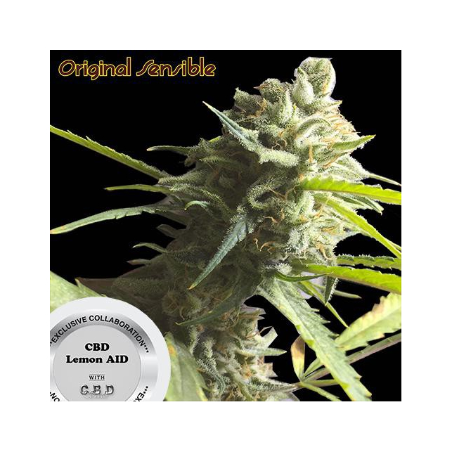 CBD Lemon Aid - Original Sensible Seeds