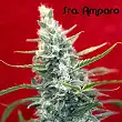 Sra.Amparo - Reggae Seeds Sra.Amparo - Reggae Seeds