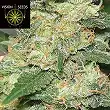 Medical 49 CBD+ - Vision Seeds