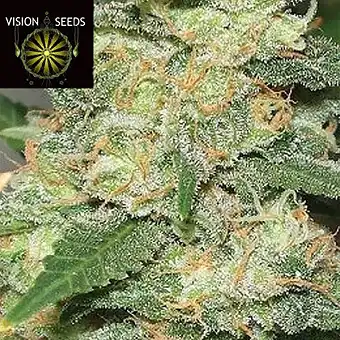 Medical 49 CBD+ - Vision Seeds
